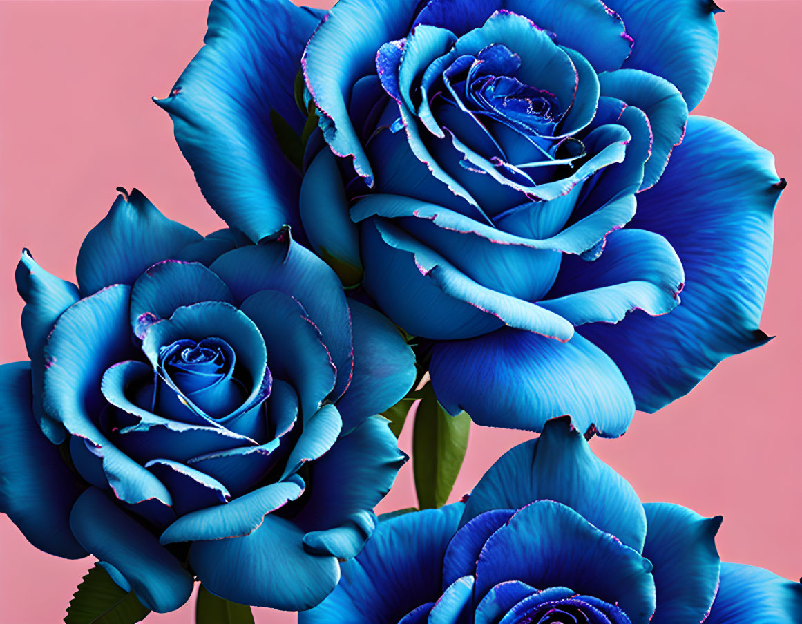 Three vibrant blue roses with dewdrops on pink background.