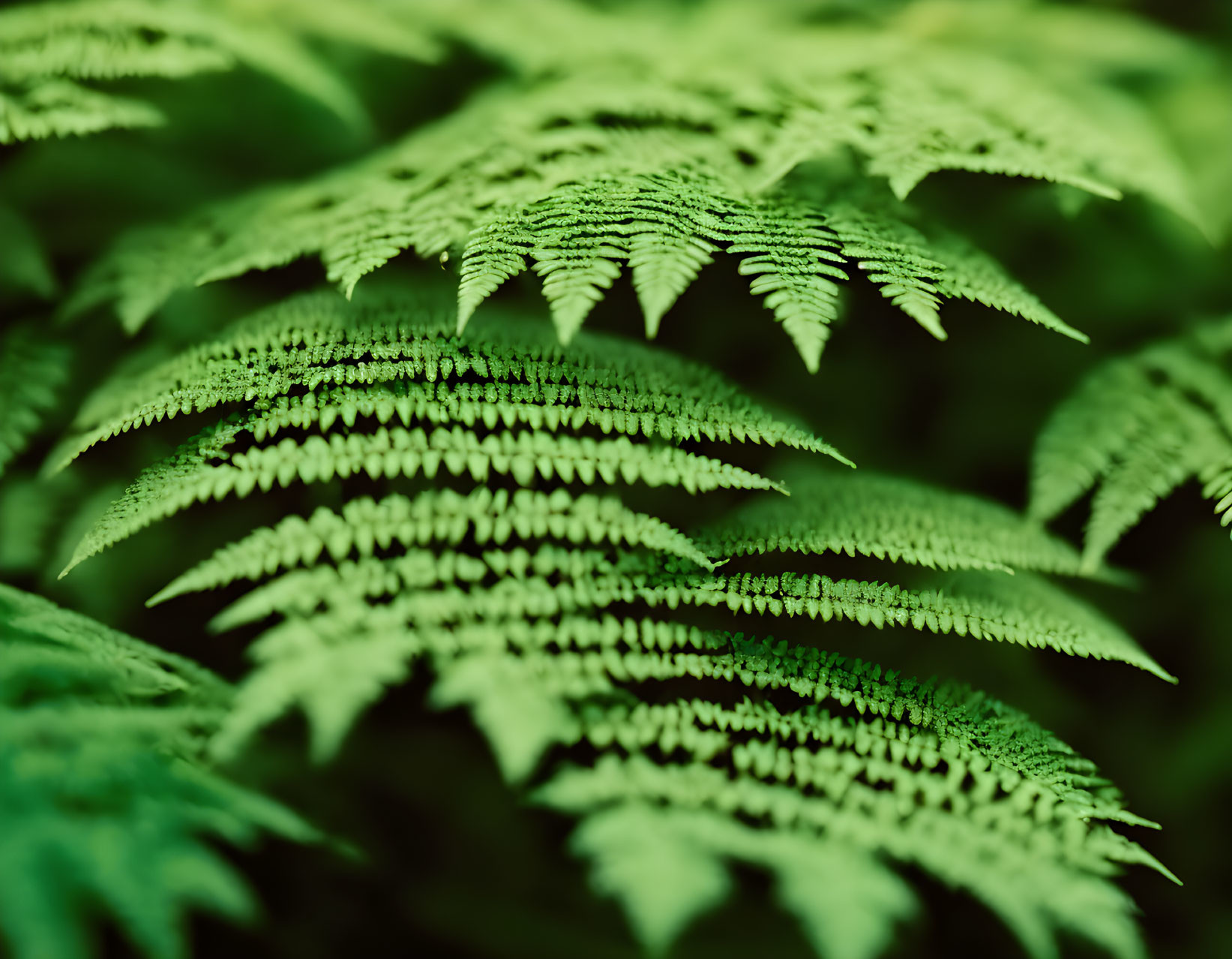 Intricate leaf patterns of lush green ferns in soft focus background