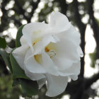 Vibrant white rose in full bloom among green leaves and other roses in a garden