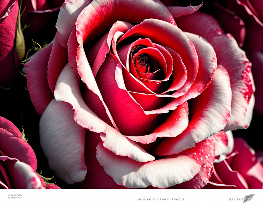 Vibrant pink and white rose with swirling petals on dark pink background