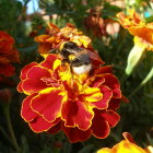 Bumblebee Collecting Nectar on Orange Marigold in Sunny Garden