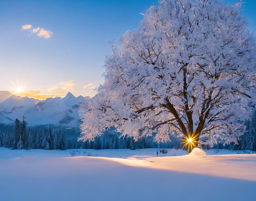 Snow-covered tree against twilight sky with setting sun and mountains: a serene scene.