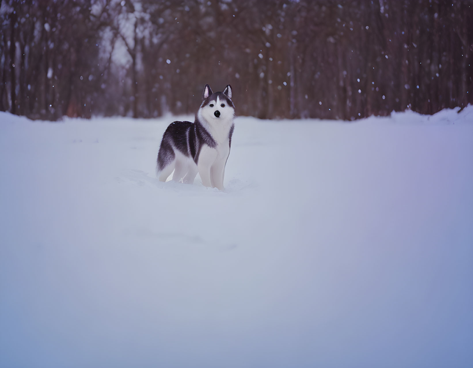 Husky playing in the snow ❄️