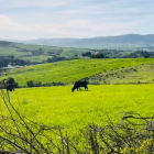 Vibrant pastoral landscape: cattle grazing, colorful flowers, rolling hills, blue sky.