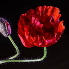 Vibrant poppies: one fully bloomed, one partially open, rich red and blue petals