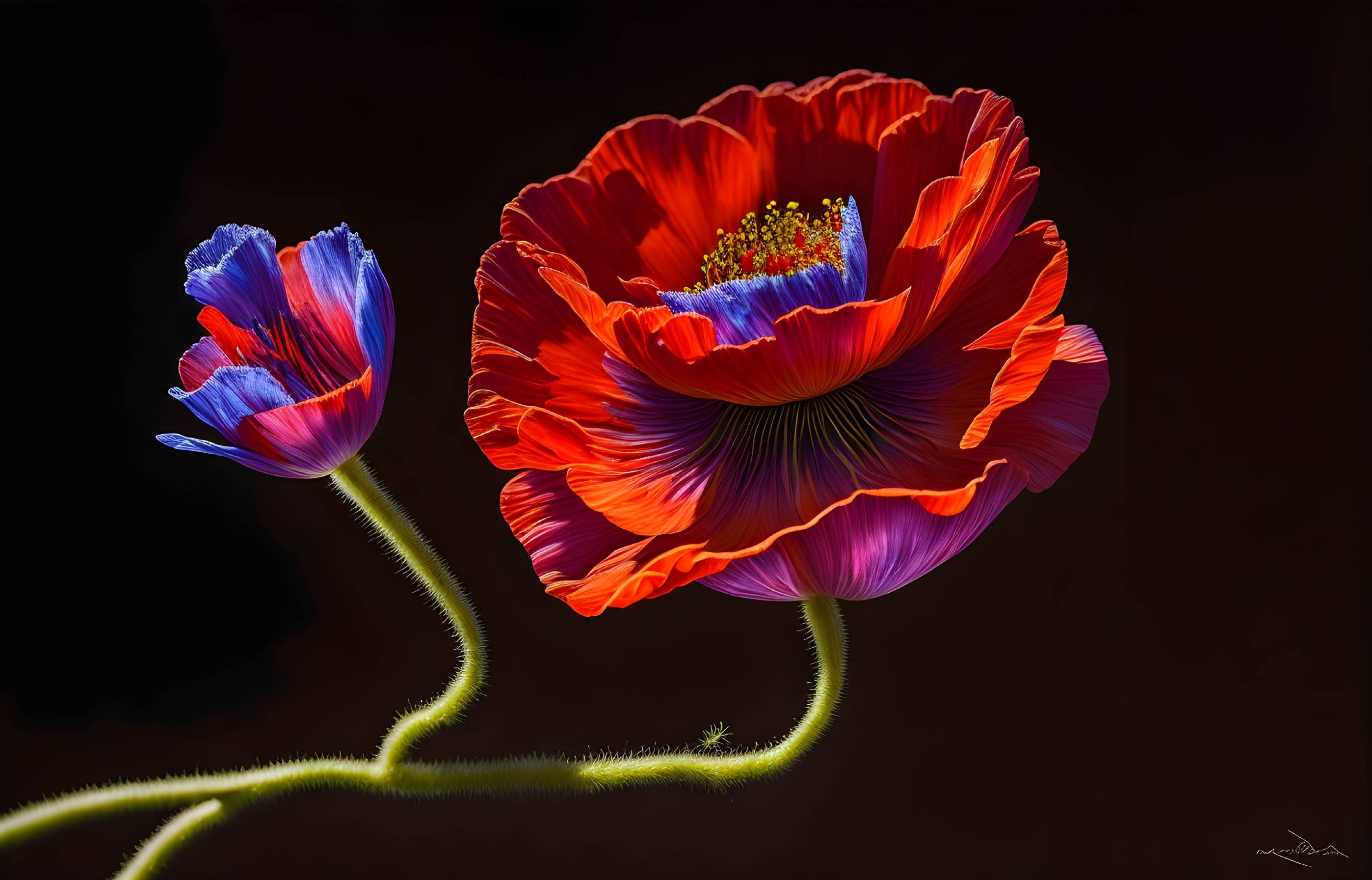Vibrant poppies: one fully bloomed, one partially open, rich red and blue petals