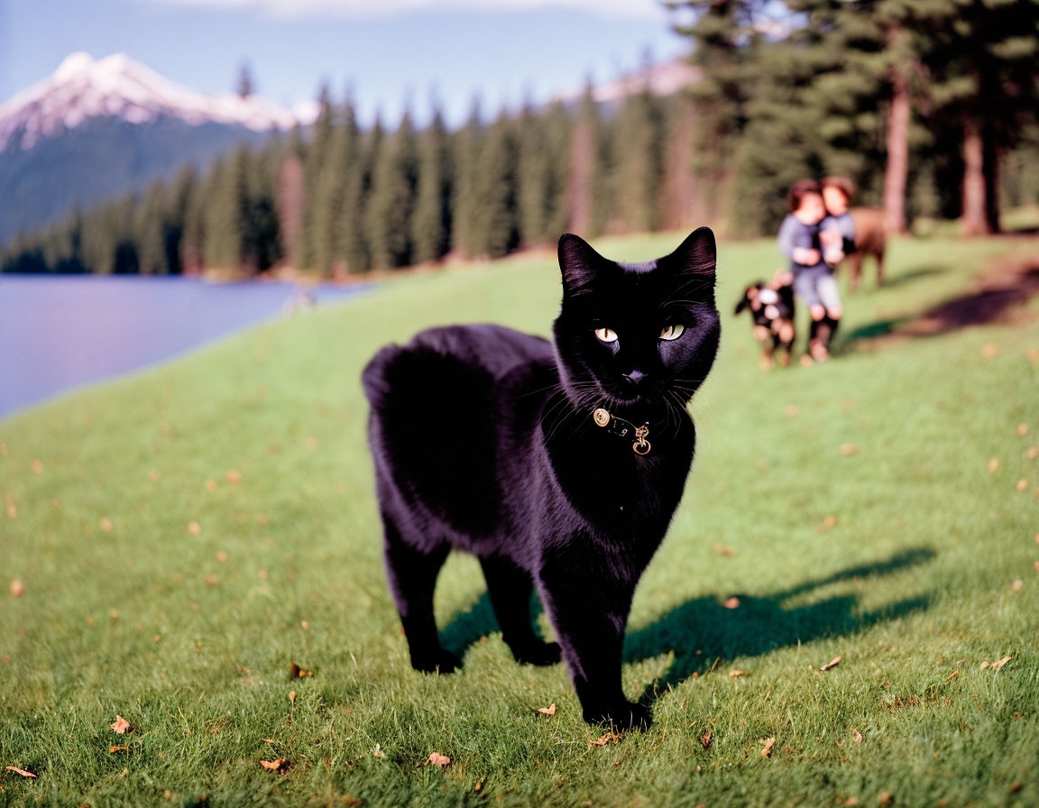 Black cat with collar on grass near lake with mountains and people walking