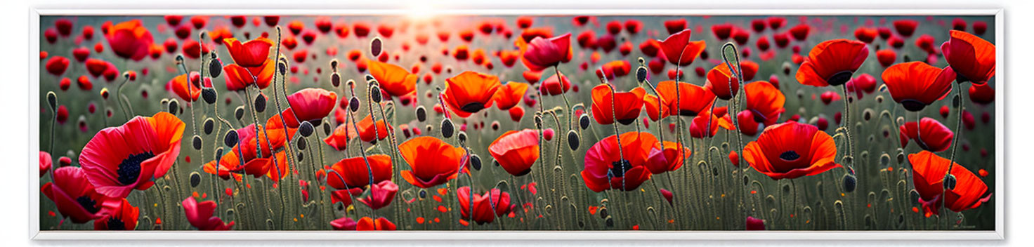 Vibrant poppy field with red flowers under warm sunrise or sunset