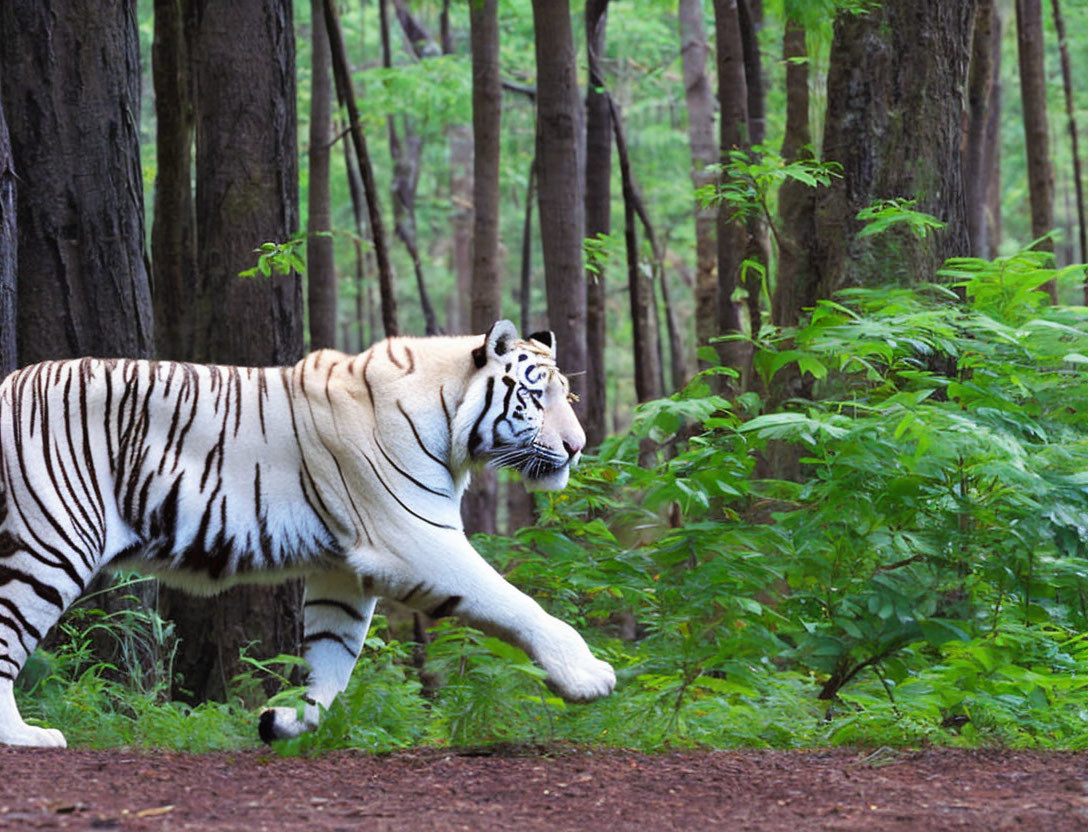 White Tiger Walking in Lush Green Forest