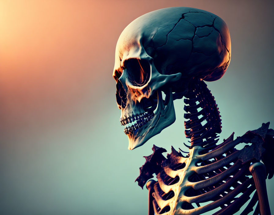 Detailed Human Skeleton on Orange and Teal Background