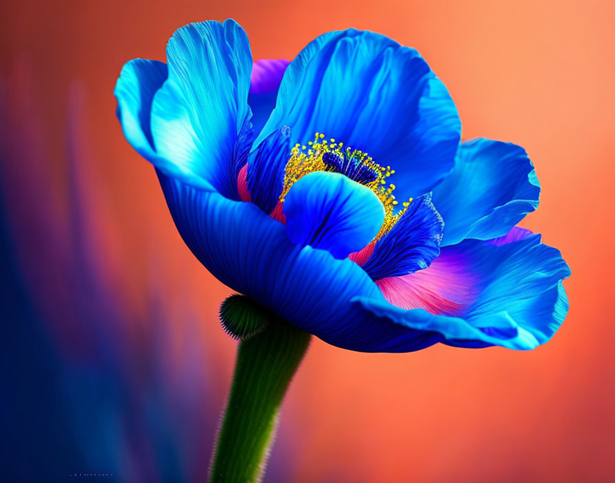 Blue Poppy,sparkling background...