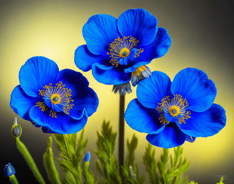 Three Himalayan blue poppies on a black background
