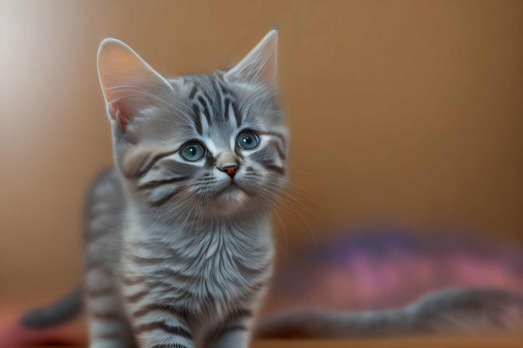 Grey Striped Kitten with Big Blue Eyes on Brown Background