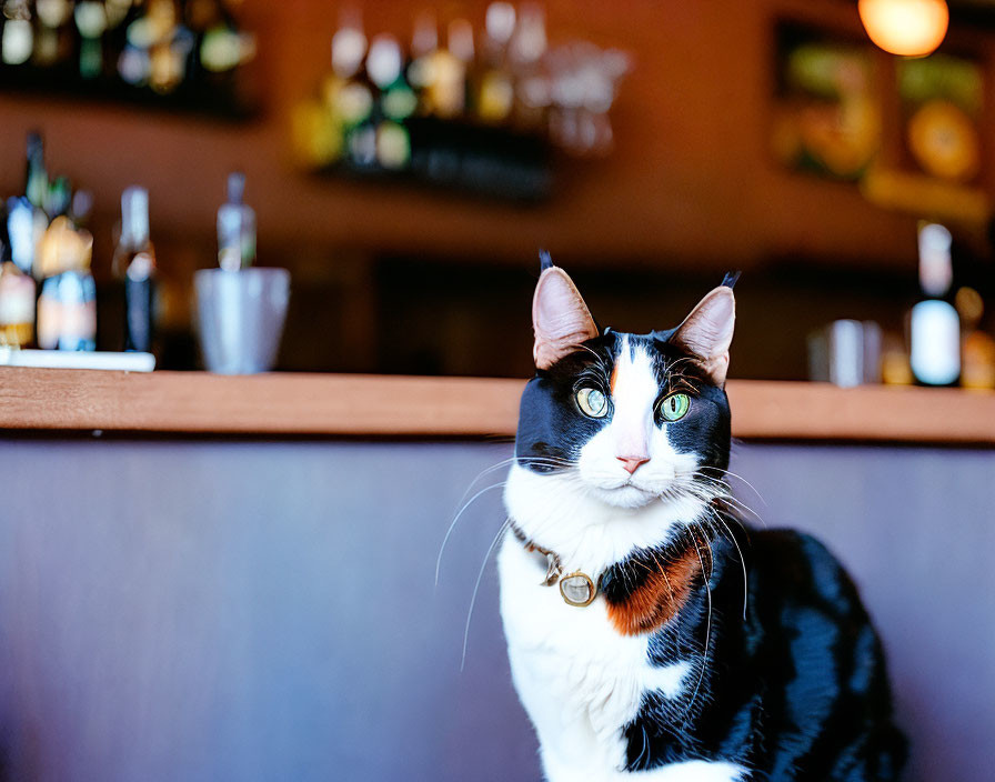 Black and White Cat with Bell Collar on Wooden Bar with Blurred Bottles and Glasses