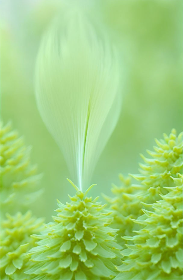 Detailed Close-Up of Vibrant Green Plants with Feather-Like Leaves