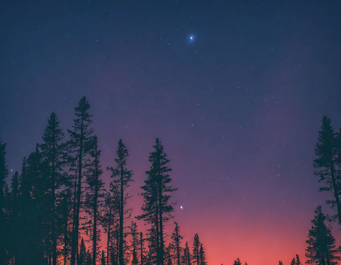 Night sky over the forest