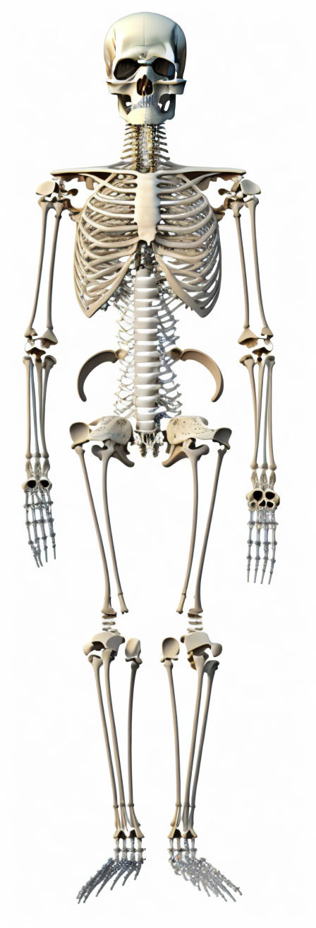 human skeleton with all bones