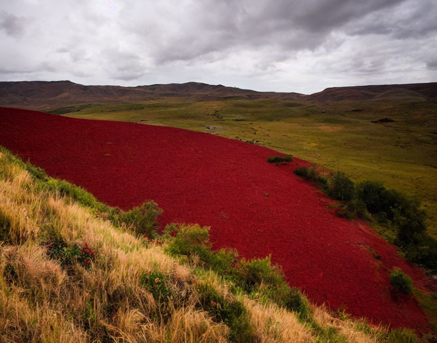 Vibrant red field against green hills under cloudy sky