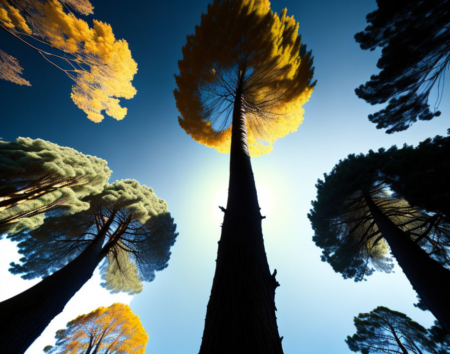 Tall Trees with Sunlight Filtering Through Clear Blue Sky