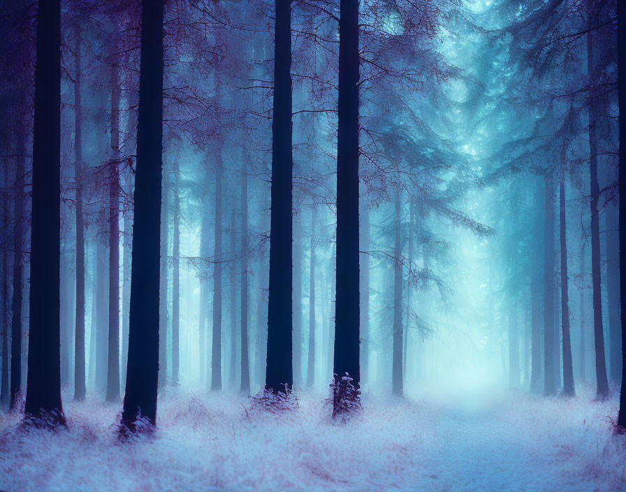 Enchanting forest scene with tall trees and glowing light