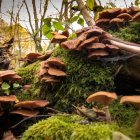 Lush forest with mushrooms on moss-covered log under sparkling light