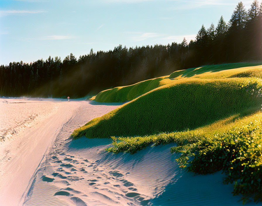 Tranquil Beach Scene with Sand, Dunes, Forest, and Clear Sky