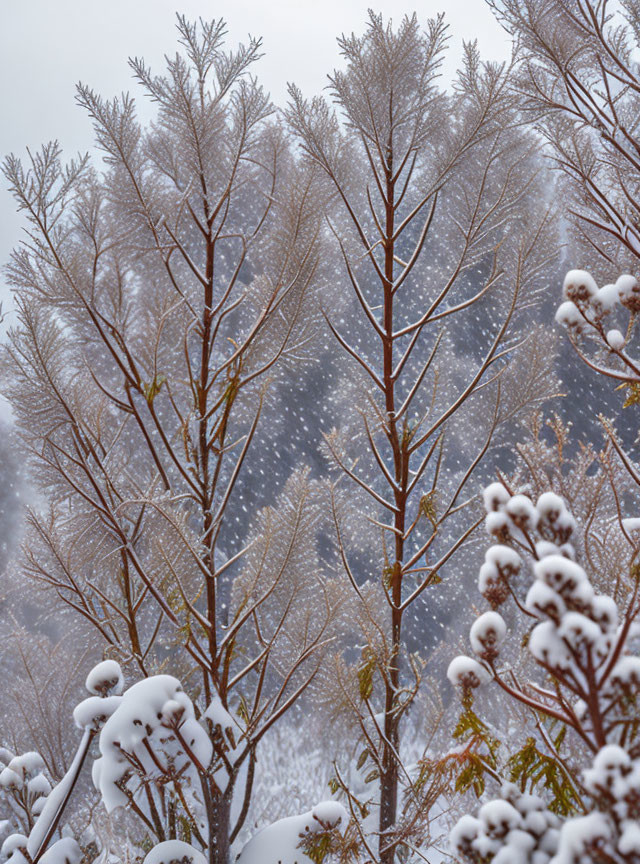 Winter Scene: Snow-covered Branches and Flora in Falling Snow