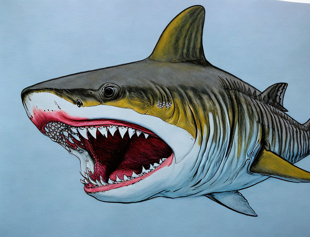 Realistic Great White Shark Drawing with Open Mouth and Sharp Teeth on Blue Background