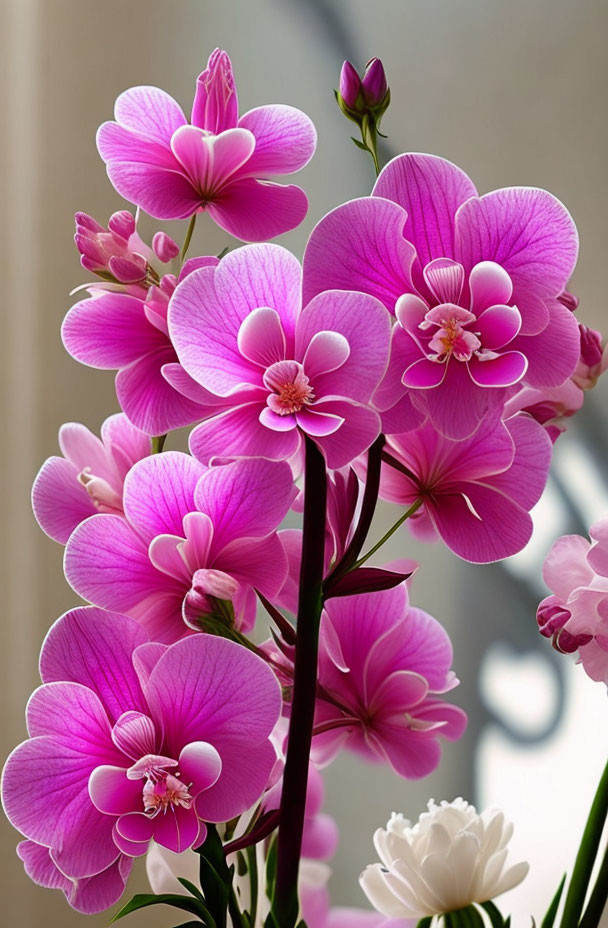 Pink white flower with lilac, super beautiful and 