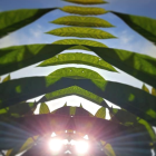 Symmetrical lush green fern leaves in sunlit backdrop with warm glow