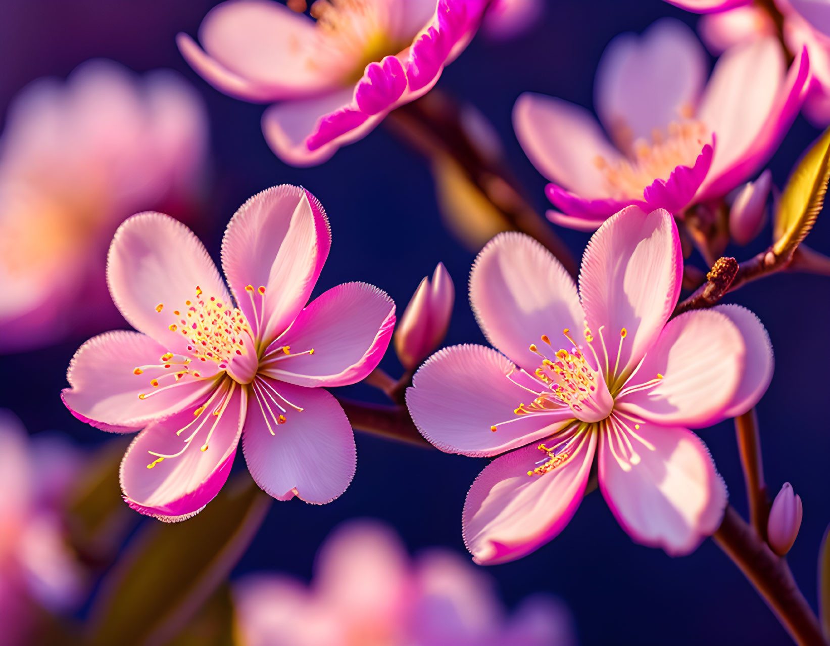 Pink Cherry Blossoms with Yellow Stamens on Purple Background