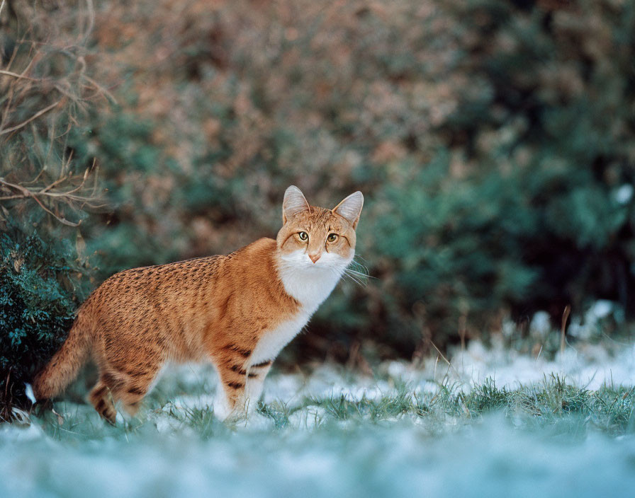 Orange and White Cat on Frosty Grass with Focused Gaze
