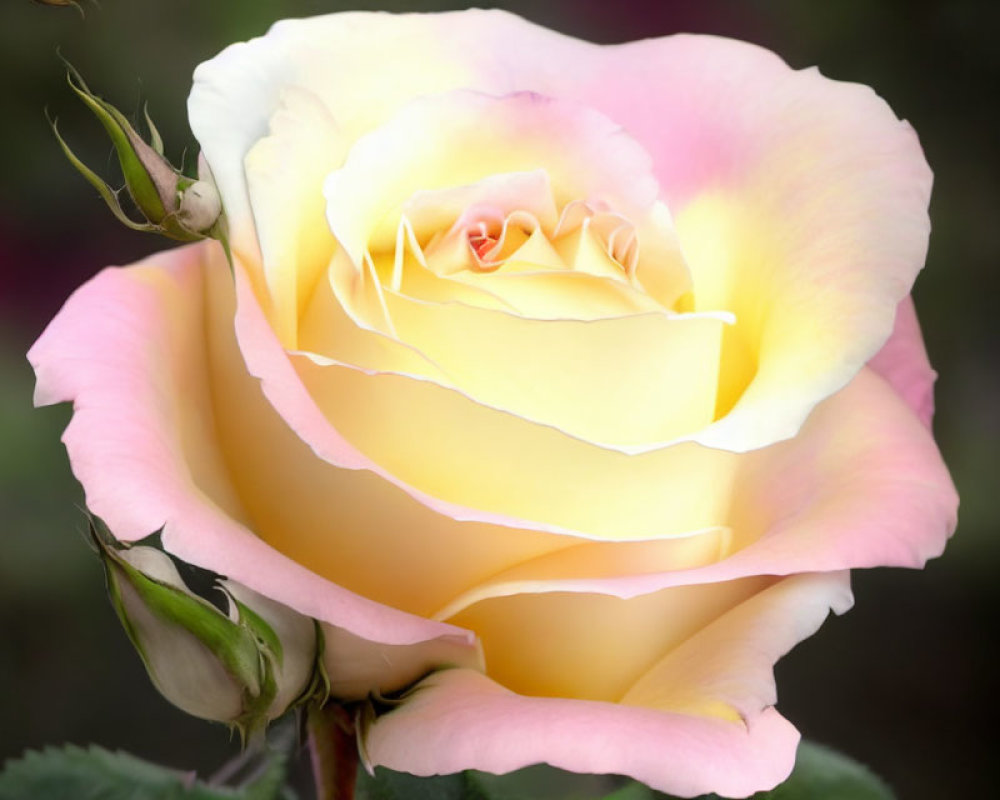 Close-up of yellow-pink gradient rose with soft petals and budding rose in blurred background