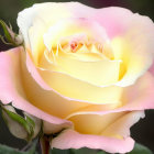 Delicate yellow and pink rose with soft petals and green leaves.