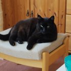 Black Cat with Green Eyes Relaxing on Modern Chair with Cream Cushion