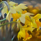Yellow Flowers Against Multicolored Background: Artistic Brushstroke Effect
