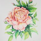 Detailed Pink Rose Illustration with Orange Center and Green Foliage
