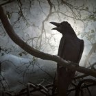 Silhouette of blackbird on branch with berries in diffused light