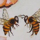Translucent-winged honeybees facing each other with sketched red fruits.