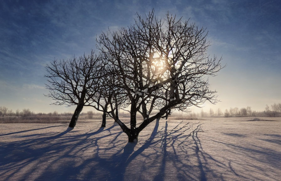 Snowy landscape with leafless tree casting shadows under sunlit sky