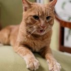 Ginger Cat with Green Eyes Resting on Chair