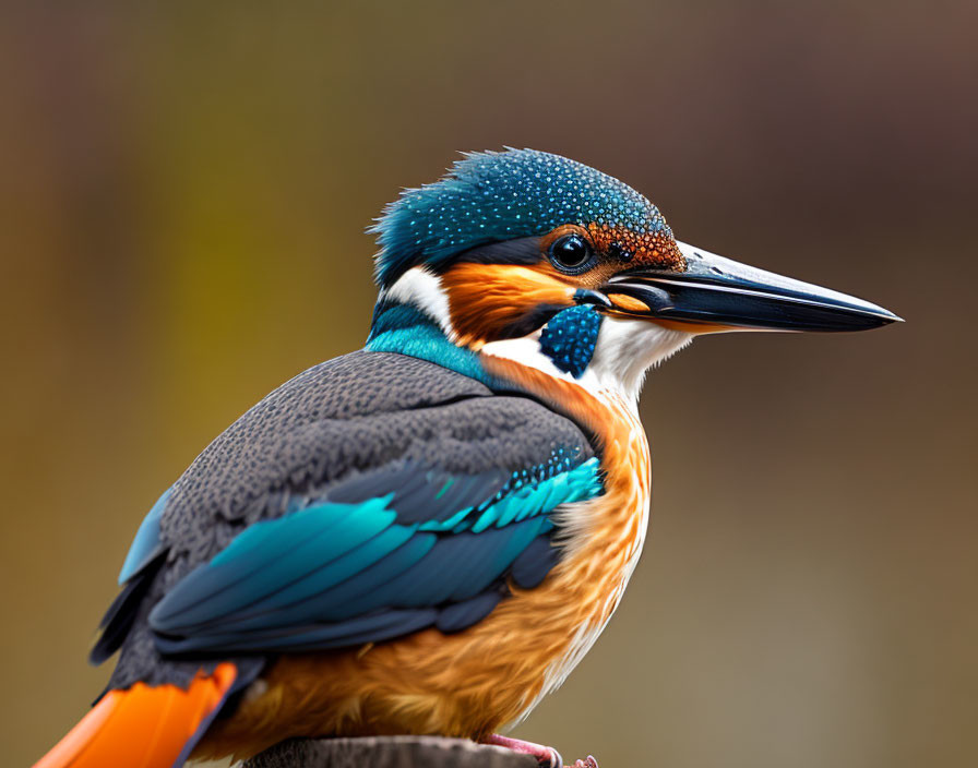Colorful kingfisher with blue and orange plumage perched on soft-focus background