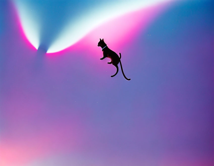 Flying cat unicorn