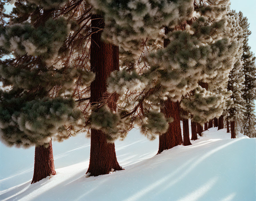 Snow-covered landscape with pine trees and sunlight shadows