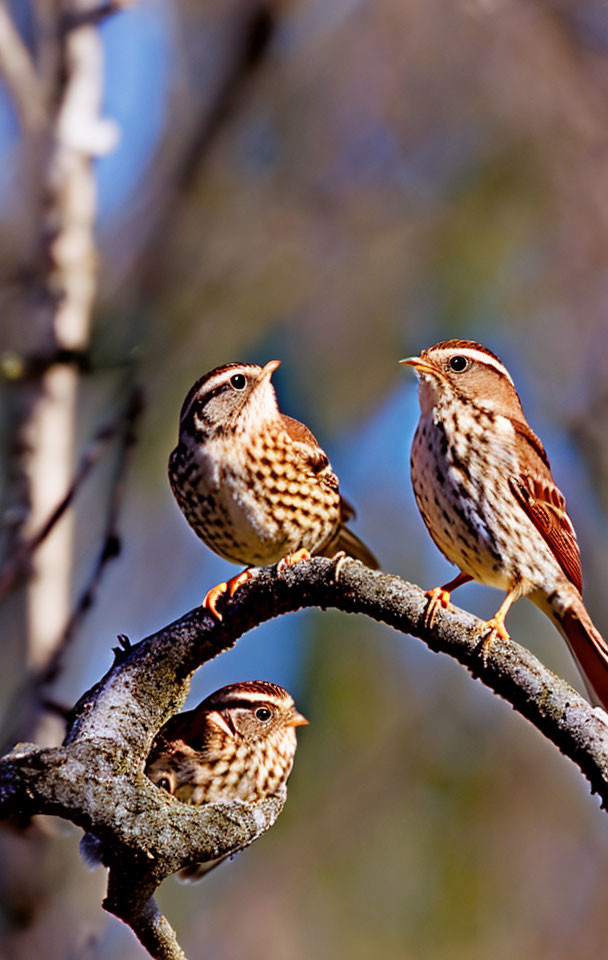 Song Sparrows on a Branch