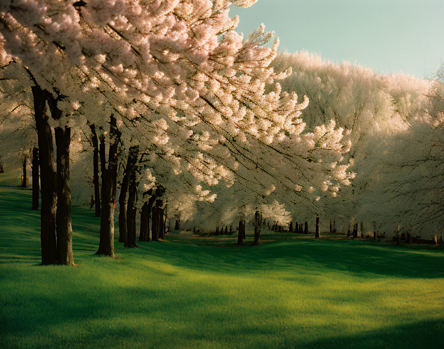 Tranquil cherry blossom and white flowering tree landscape scene