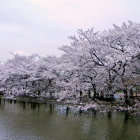 Cherry Blossom Trees by Calm Lake with Petals and Pink Sky