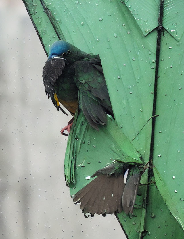 Vibrant parrot with blue facial markings on green umbrella