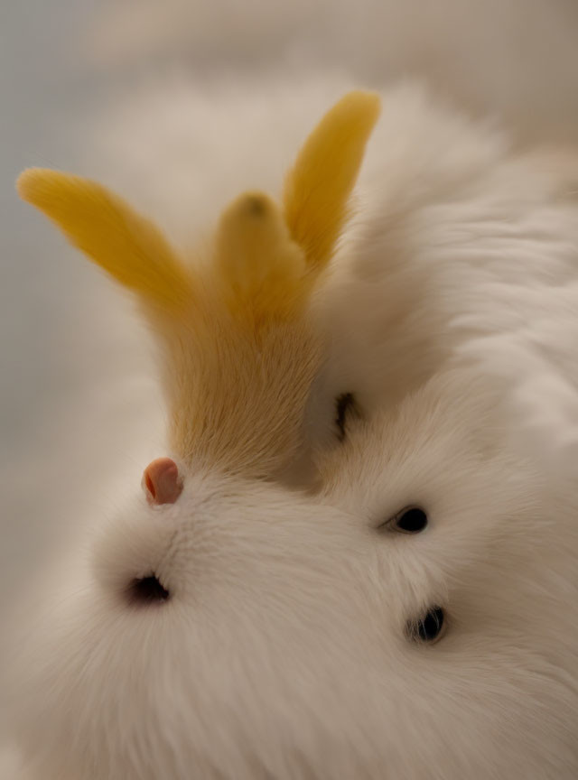 Fluffy white rabbit with prominent ears and dark eyes
