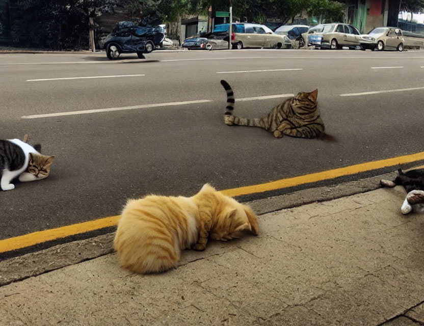 Three Cats on Street: Crossing, Lying on Yellow Line, Sitting by Curb